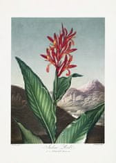 Pelcasa Indian Reed From The Temple Of Flora (1807) - 50x70 cm 