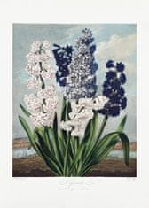 Pelcasa Hyacinths From The Temple Of Flora (1807) - 50x70 cm 