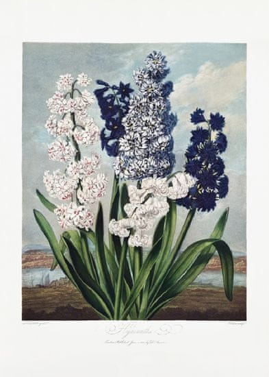 Pelcasa Hyacinths From The Temple Of Flora (1807) - 50x70 cm