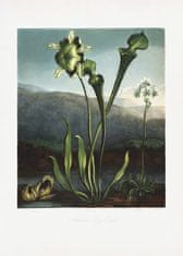 Pelcasa American Bog Plants From The Temple Of Flora (1807) - 30x40 cm 