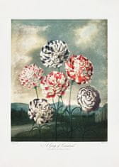 Pelcasa A Group Of Carnations From The Temple Of Flora (1807) - 50x70 cm 