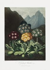 Pelcasa A Group Of Auriculas From The Temple Of Flora (1807) - 50x70 cm 