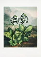 Pelcasa A Group Of Auriculas From The Temple Of Flora 2 (1807) - 30x40 cm 