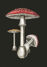 Pelcasa Amanita Muscaria Dark Background - 50x70 cm 