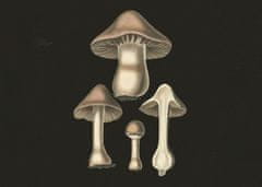 Pelcasa Agaricus Bulbosus Dark Background - 50x70 cm 