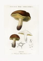 Pelcasa Mushroom (Boletus Circinans) - 21x30 cm 