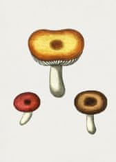 Pelcasa Hand Drawn Galerina Mushroom - 30x40 cm 