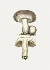 Pelcasa Hand Drawn Field Mushroom Gray - 30x40 cm 