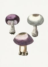 Pelcasa Hand Darwn Violet Webcap Mushroom - 21x30 cm 