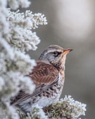 Pelcasa Fieldfare In A Winter Setting - 21x30 cm 