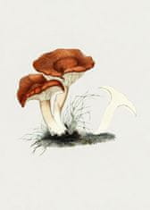 Pelcasa Hand Drawn Rufous Milkcap Mushroom - 30x40 cm 