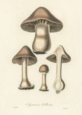 Pelcasa Agaricus Bulbosus Illustration. Medical Botany 1836 - 50x70 cm 