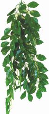 happet Ficus Happet 70cm terarijska rastlina
