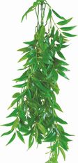 happet Ficus Longifolia Happet 50cm terarijska rastlina