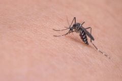 Boxman Draker 10.2 koncentrat proti komarjem in klopom 250 ml (R)