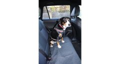 Merco Multipack 3pcs Safer 3.0 avtomobilski pas za pse črn