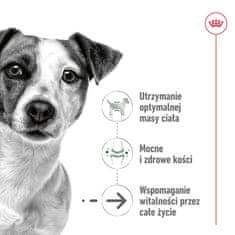 Royal Canin ROYAL CANIN Mini Ageing Adult +12 - suha hrana za pse - 3,5 kg