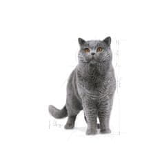 Royal Canin ROYAL CANIN FBN British Shorthair Adult suha hrana za mačke - 10 kg