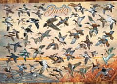 Cobble Hill Puzzle Ducks of North America 1000 kosov