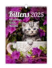 Stenski koledar 2025 - Kittens / Katzenbabys / Kittens / Kittens