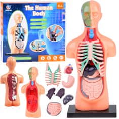 Toys Anatomski model ČLOVEŠKEGA TELESA + organi 11ele ZA5200 izobraževalni set