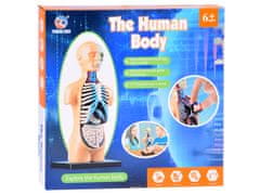 Toys Anatomski model ČLOVEŠKEGA TELESA + organi 11ele ZA5200 izobraževalni set