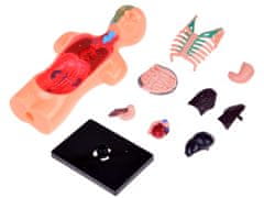 Toys Anatomski model ČLOVEŠKEGA TELESA + organi 11ele ZA5200 izobraževalni set