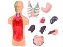 Toys Anatomski model ČLOVEŠKEGA TELESA + organi 11ele ZA5200 izobraževalni set