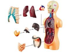 Toys Anatomski model ČLOVEŠKEGA TELESA + organi 11ele ZA5200 izobraževalni set