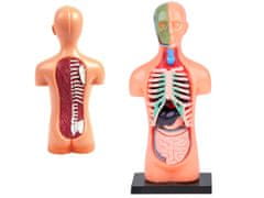 Toys Anatomski model ČLOVEŠKEGA TELESA + organi 11ele ZA5200 izobraževalni set