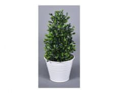 Cvet BUXUS v pločevinastem lončku 20cm