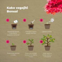 Grow Buddha Začetni set za gojenje Bonsaja, 4 vrste + 2 vrsti semen gratis