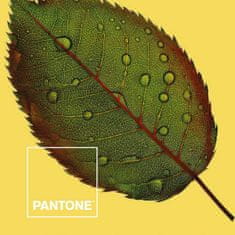 Pantone Prevleka za odejo Nature Pantone Postelja od 150 (240 x 220 cm)