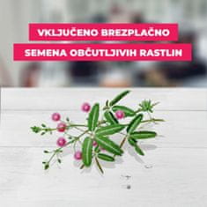 Grow Buddha SET - Muholovka Venus, semena za začetnike