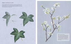 Rayher.	 Knjiga The Kew Book of Botanical Illustration