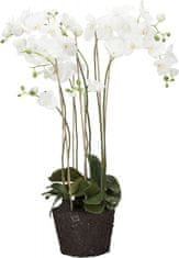 Lene Bjerre Zelo velika orhideja s koreninsko grudo FLORA, bela