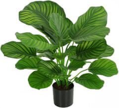 A La Maison Calathea (Calathea fasciata) v loncu, 72 cm