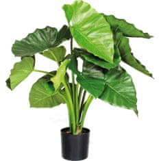 A La Maison Allocasia (Alocasia calidora), 60 cm