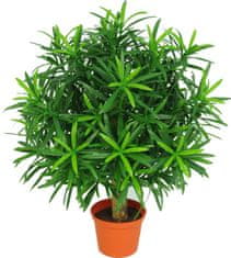 A La Maison Nohoplod (Podocarpus) v loncu, 47 cm