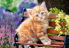 Castorland Puzzle Ginger Kitten 500 kosov