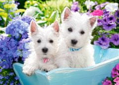 Castorland Puppies West Highland Terrier Puzzle 60 kosov