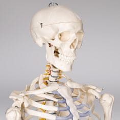 tectake Človeški skelet