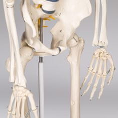 tectake Človeški skelet
