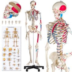 tectake Človeški skelet in obarvane mišice