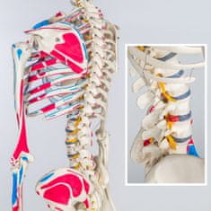 tectake Človeški skelet in obarvane mišice