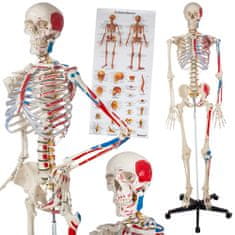 tectake Človeški skelet z mišicami, kostmi in številkami