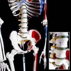 tectake Človeški skelet z mišicami, kostmi in številkami