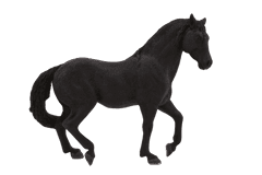 Mojo Andaluzijski konj črne barve