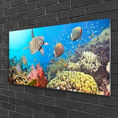 tulup.si Slika na akrilnem steklu Barrier reef landscape 100x50 cm 4 obešalnika