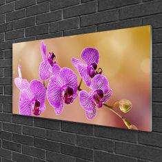 tulup.si Slika na akrilnem steklu Poganjki orchid rože narava 100x50 cm 2 obešalnika